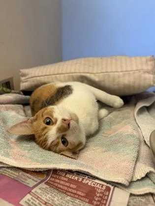An adult small-sized female Domestic Short Hair cat named Luna for adoption in Quakertown, PA