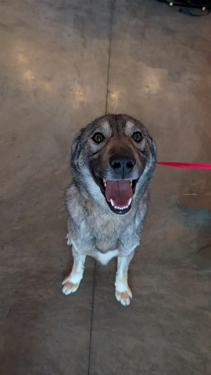 A young medium-sized male Gray / Blue / Silver Canaan Dog dog named Bodhi for adoption in Somerset, NJ