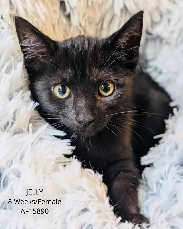 A young medium-sized female Black Domestic Short Hair cat named Jelly for adoption in Supply, NC