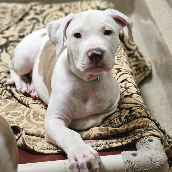 Otis