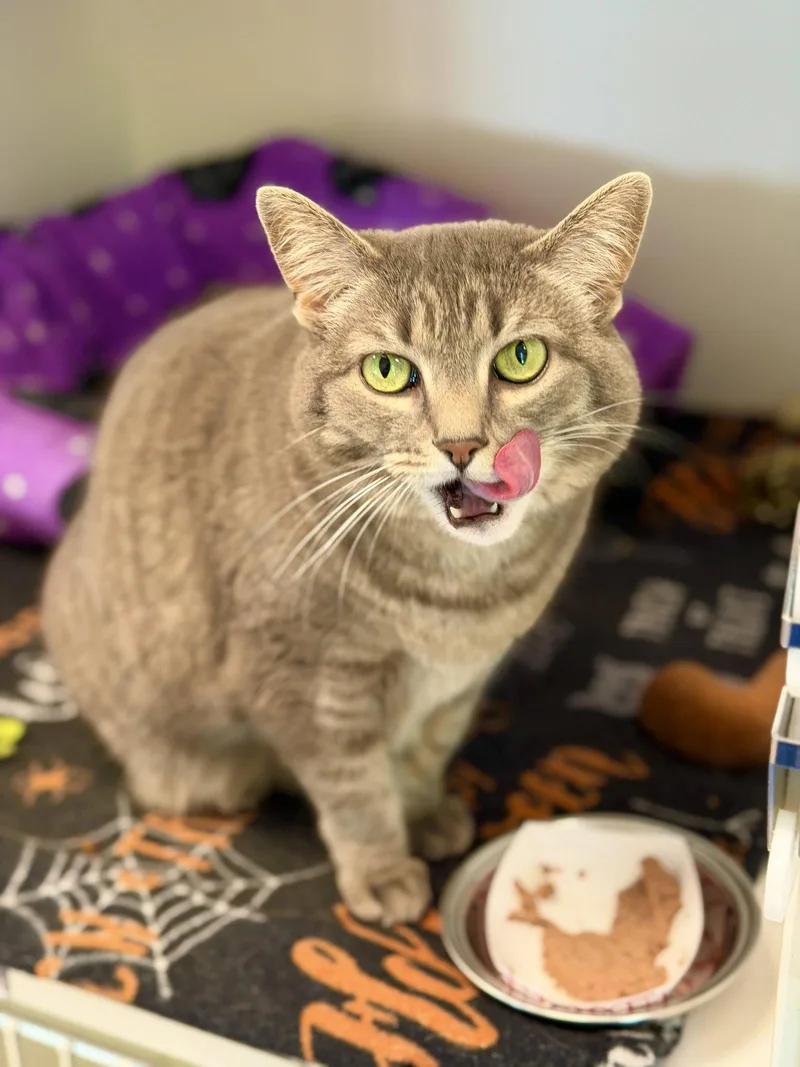 A young medium-sized female Domestic Short Hair cat named Spooky for adoption in West Cornwall, CT