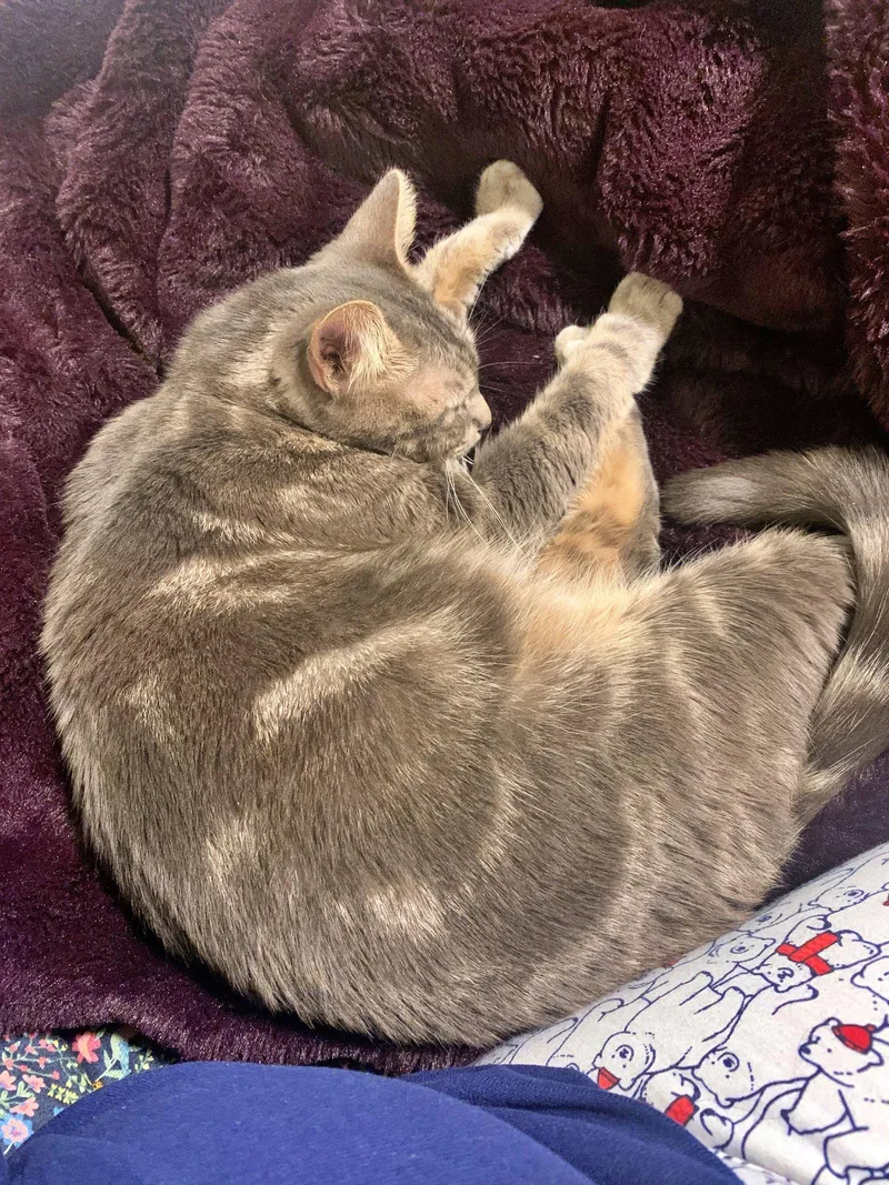 An adult medium-sized female Tabby cat named STORMY Offered for adoption in Hillsboro, OR