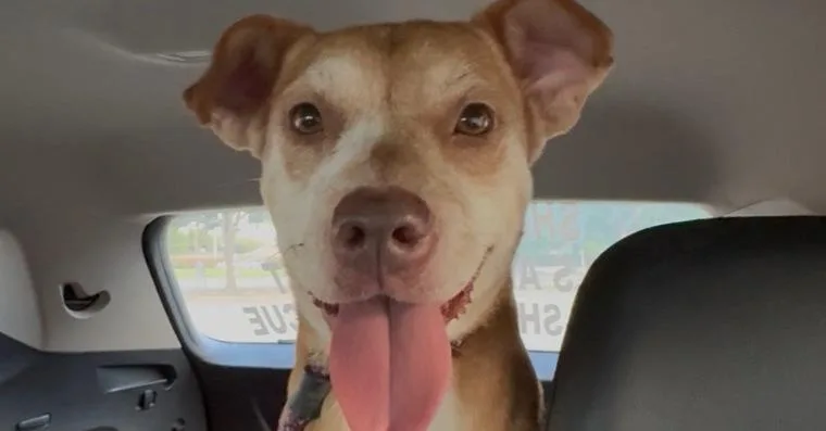 An adult medium-sized female Mixed Breed dog named Hazel for adoption in Dallas, TX