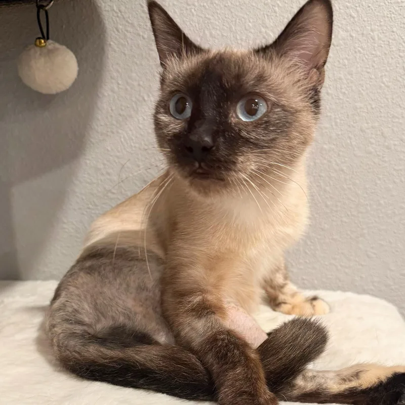 Delilah