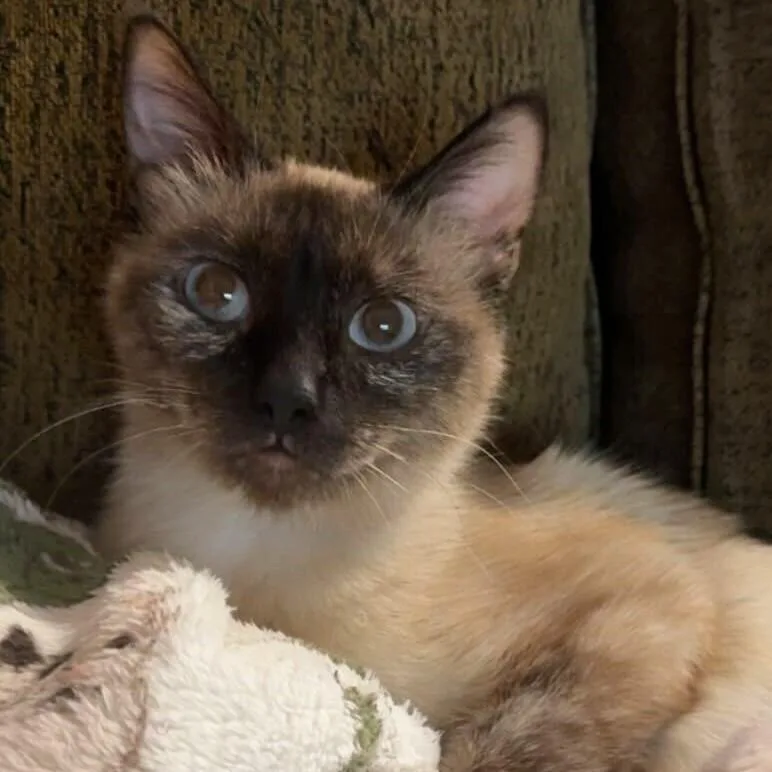 Delilah thumbnail 2