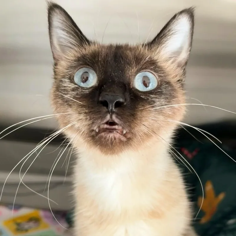 Delilah thumbnail 5