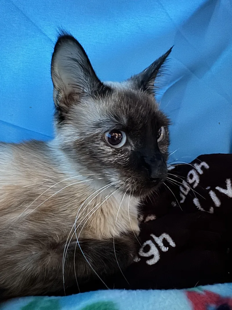 Delilah thumbnail 6