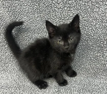 A young medium-sized female Black Domestic Short Hair cat named Arizona for adoption in Sullivan, IN