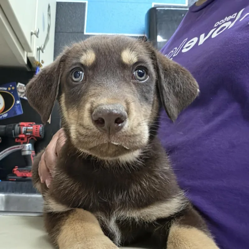 A baby small-sized male Brown / Chocolate Mixed Breed dog named Travis for adoption in Ardmore, OK