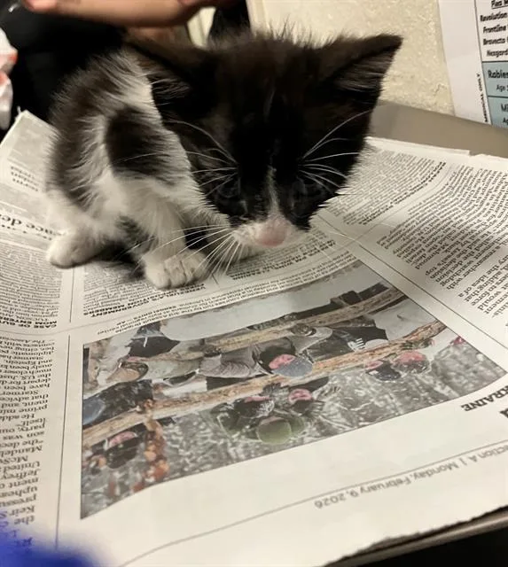 A baby small-sized female Domestic Short Hair cat named Martha for adoption in Long Beach, CA