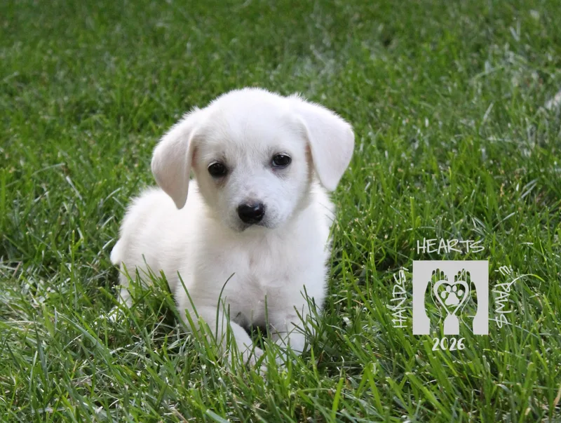 A baby medium-sized female White / Cream Australian Cattle Dog / Blue Heeler dog named Jesse's Girl for adoption in Omaha, NE