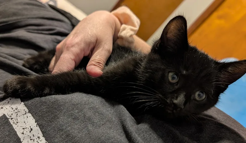 Honeydew thumbnail 2