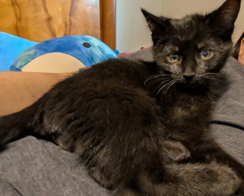 Honeydew thumbnail 3