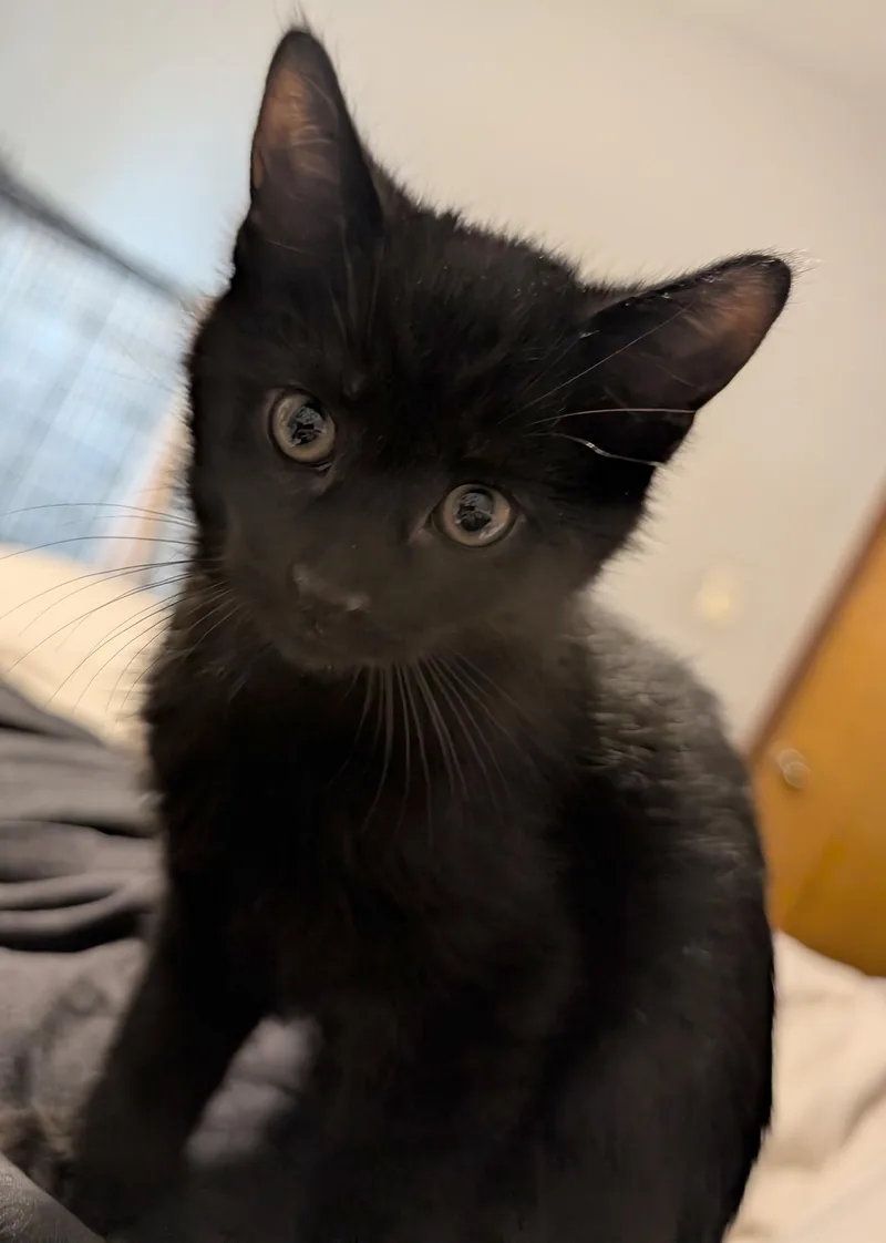 Honeydew thumbnail 4