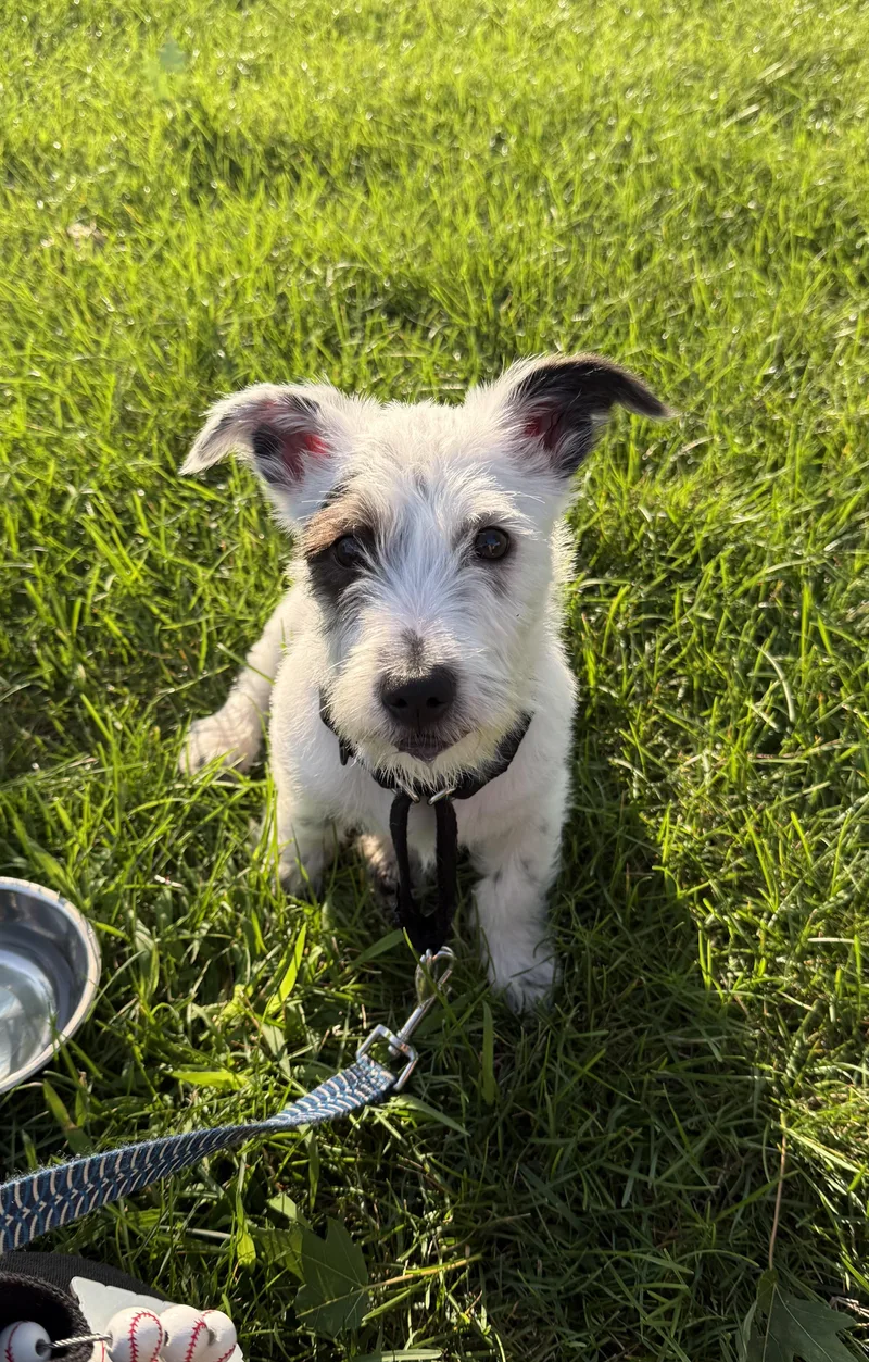 Gus