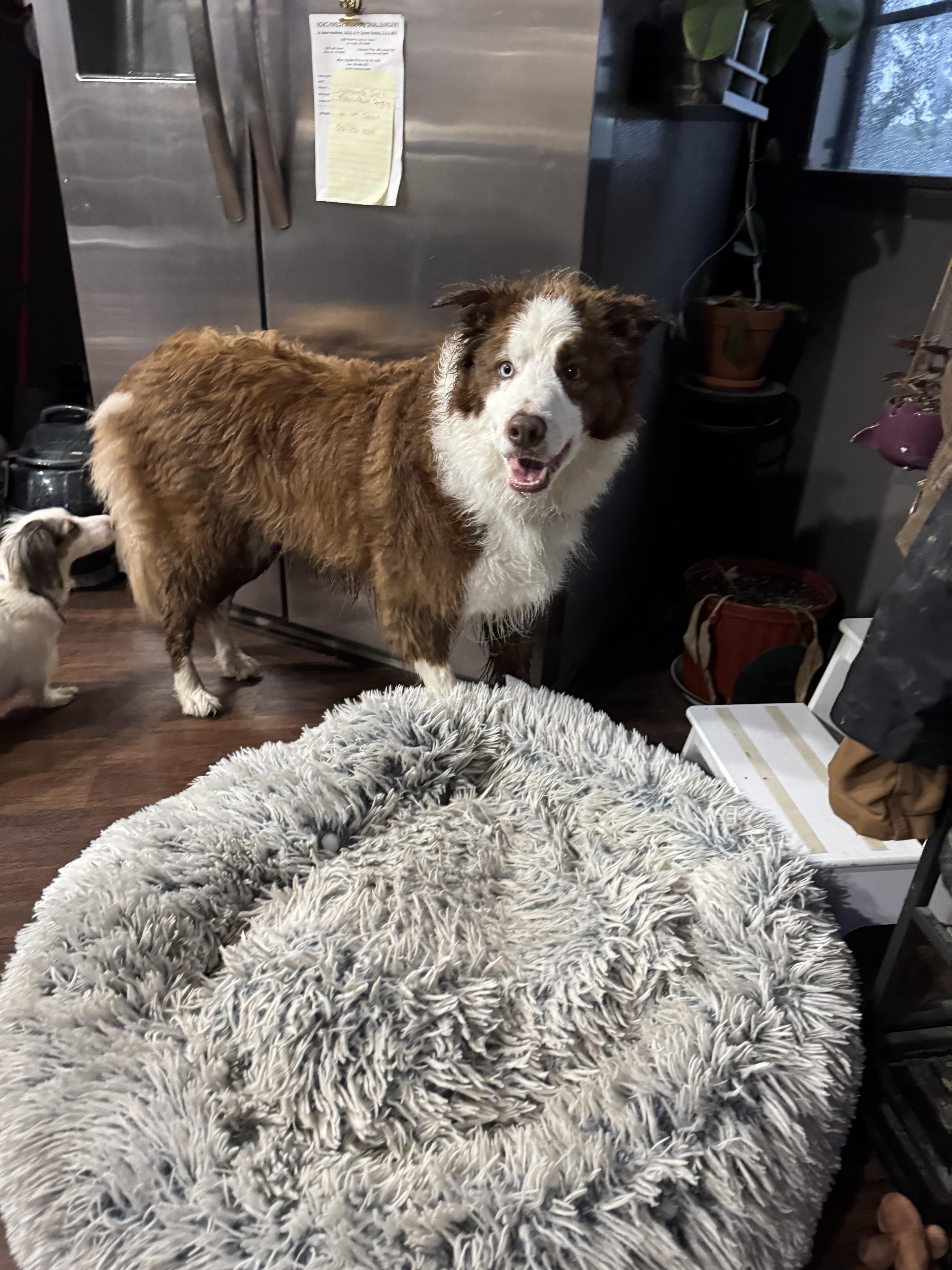 An adult medium-sized male Brown / Chocolate Border Collie dog named Sherlock for adoption in Stewartsville, MO