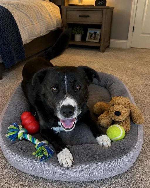 An adult large-sized male Border Collie dog named Buzz for adoption in Globe, AZ