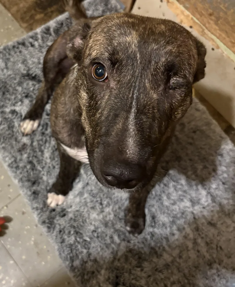 A young large-sized female Brindle Pit Bull Terrier dog named Brandy for adoption in Kalamazoo, MI