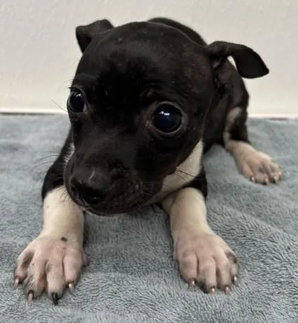 A young small-sized female Chihuahua dog named Liberty for adoption in Phoenix, AZ