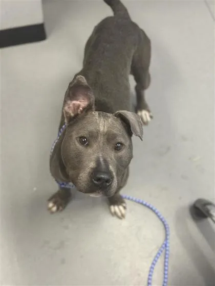 An adult medium-sized female Mixed Breed dog named Pebble for adoption in West Chester, PA