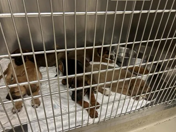 A baby medium-sized male Catahoula Leopard Dog dog named Petey for adoption in Austin, TX