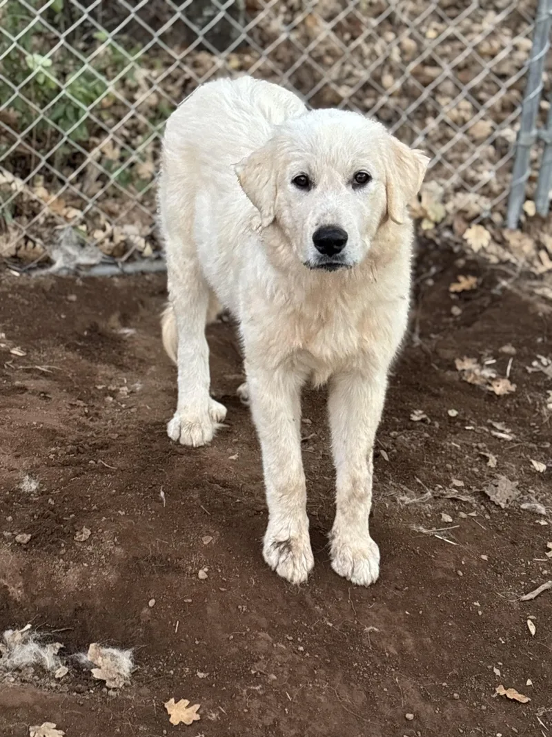 A young large-sized female Great Pyrenees dog named Bonnie for adoption in San Diego, CA