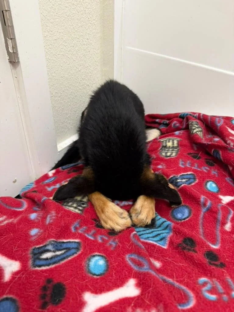 A baby medium-sized female Shepherd dog named Lulu Legs for adoption in Houston, TX