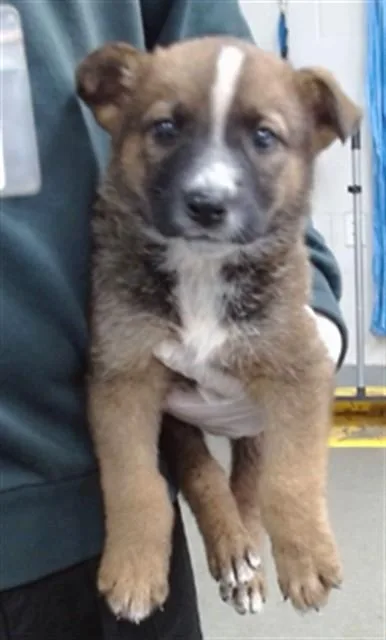 A baby small-sized male German Shepherd Dog dog named Zeus for adoption in Salinas, CA