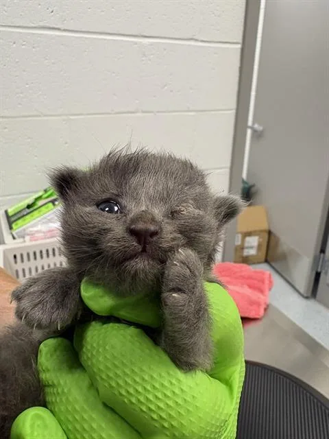 A baby small-sized male Domestic Short Hair cat named Ash for adoption in Indianapolis, IN