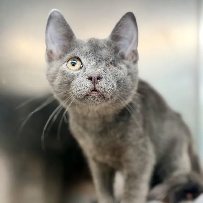 A baby medium-sized male Gray / Blue / Silver Domestic Short Hair cat named Thunder for adoption in Jackson, NJ