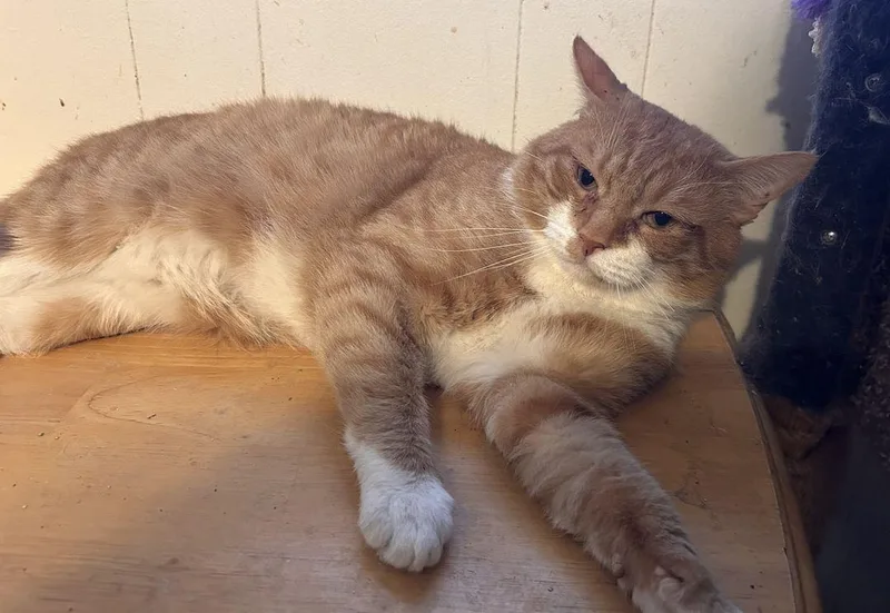 An adult large-sized male Orange & White American Shorthair cat named SunnyD for adoption in East Hartford , CT