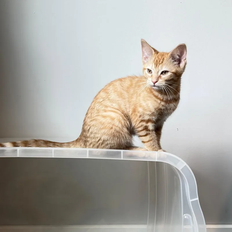 A baby small-sized female Orange / Red Domestic Short Hair cat named Fire Brandy for adoption in Gibsonia, PA