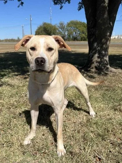 A young medium-sized female Labrador Retriever dog named Java for adoption in Arlington, TX