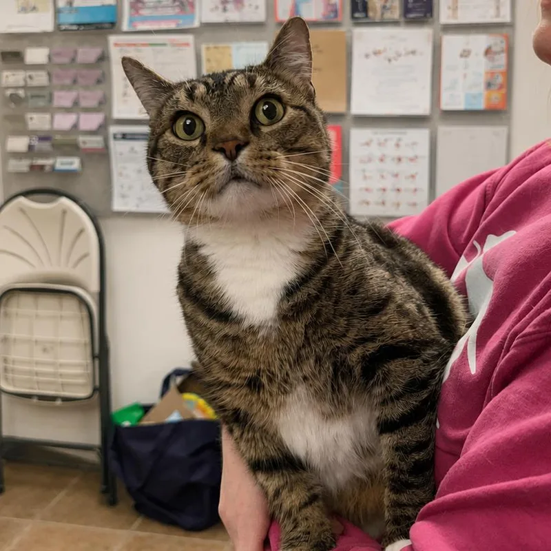 Elvis Purrsley thumbnail 2