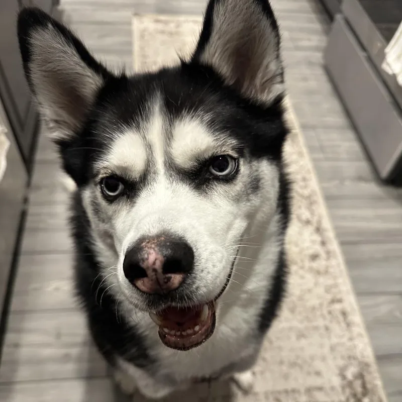 Rogue  Home To thumbnail 2