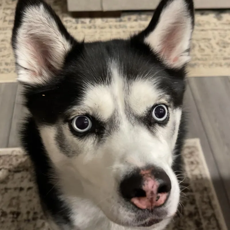 Rogue  Home To thumbnail 3