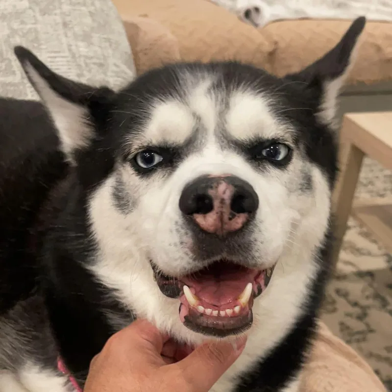 Rogue  Home To thumbnail 4