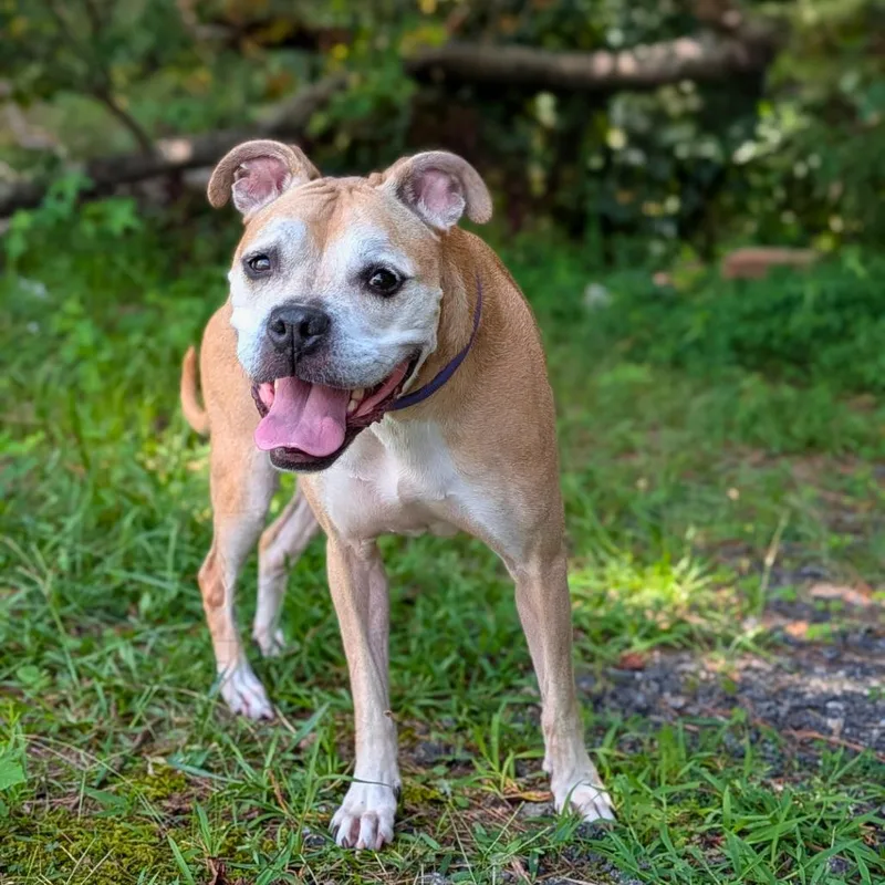 A senior medium-sized female Yellow / Tan / Blond / Fawn Boxer dog named Mother Goose for adoption in Covington, GA