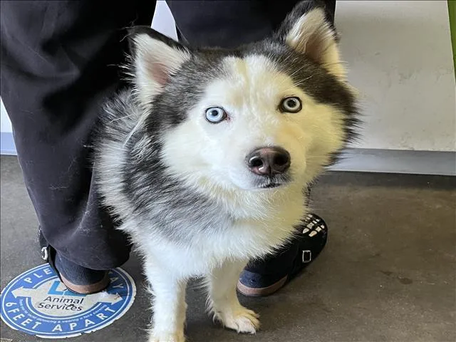 A young medium-sized male Husky dog named Pluto for adoption in Los Angeles, CA