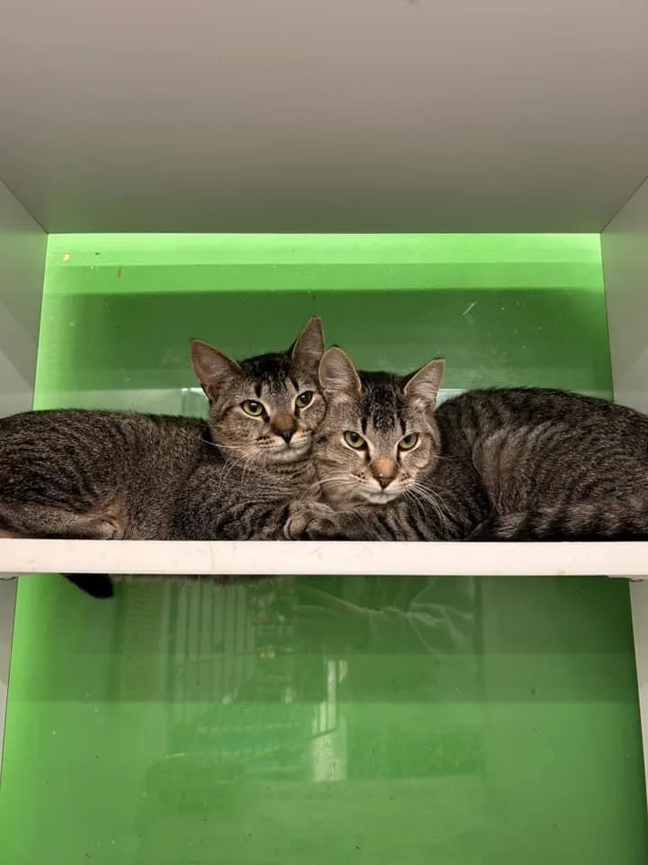 A baby medium-sized male Domestic Short Hair cat named Billy Ray Cyrus for adoption in Cleveland, OH