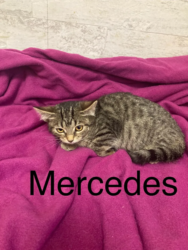 An adult small-sized female Domestic Short Hair cat named Mercedes for adoption in Columbus, GA
