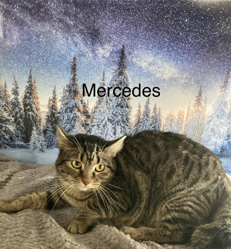 Mercedes thumbnail 2