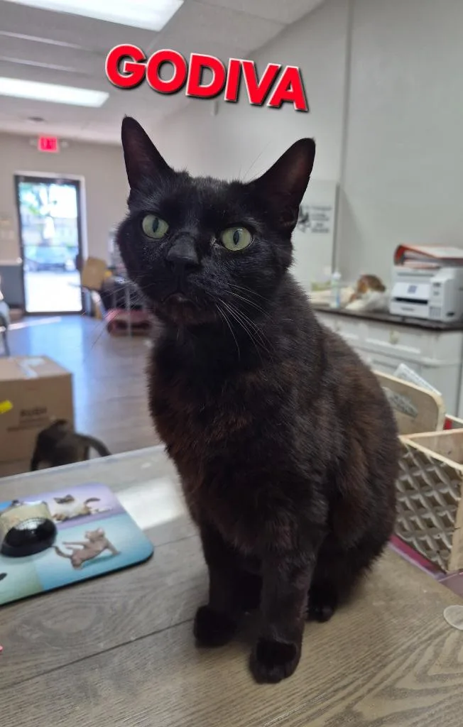 A young medium-sized female Domestic Short Hair cat named Godiva for adoption in Rome, GA