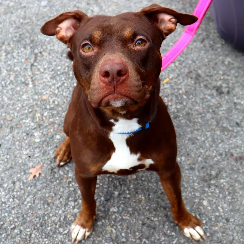An adult medium-sized female Brown / Chocolate Mixed Breed dog named Sunshine for adoption in Warwick, RI