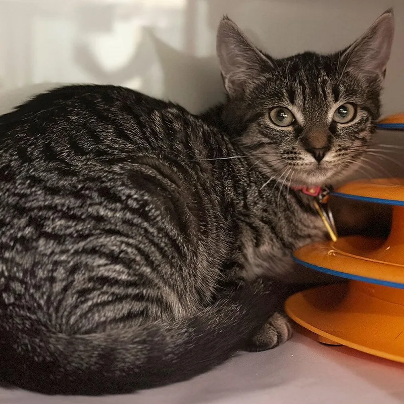 An adult small-sized female Domestic Short Hair cat named Stekoa for adoption in Port Washington, NY