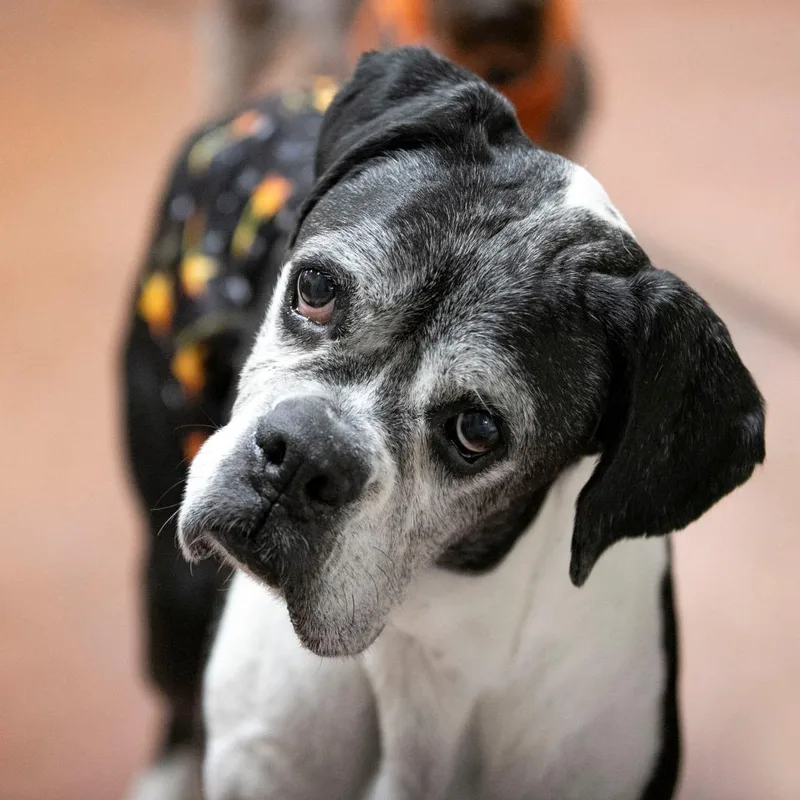 A senior medium-sized male Black Boxer dog named Wicket for adoption in Peyton, CO