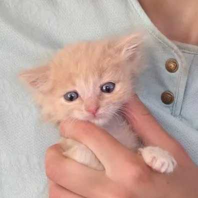A baby medium-sized male Orange & White Tabby cat named Creme Brule for adoption in Woodland Hills, CA