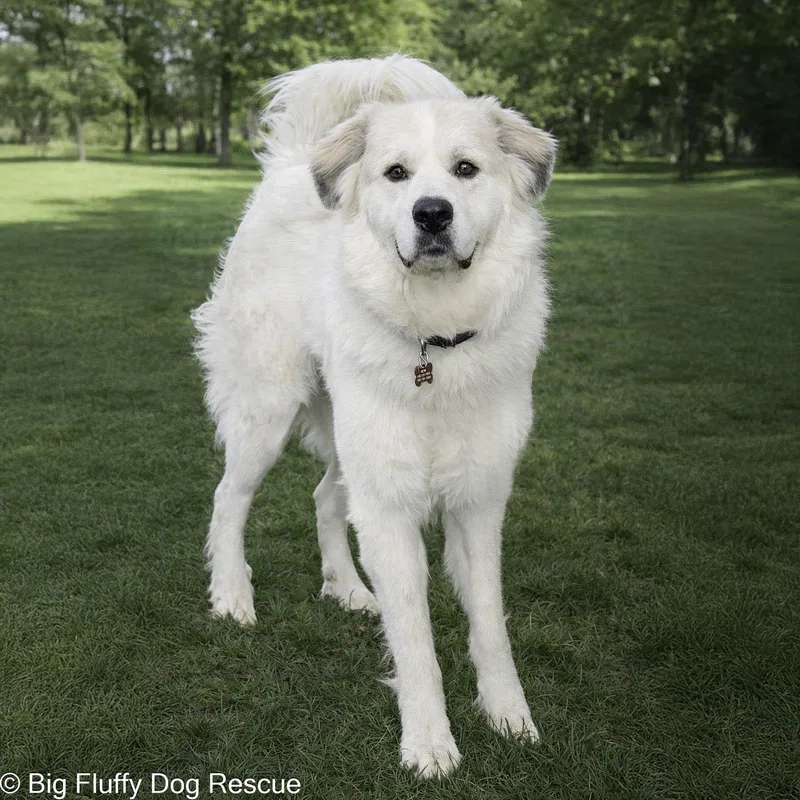 An adult large-sized male Great Pyrenees dog named Leroy for adoption in Nashville, TN