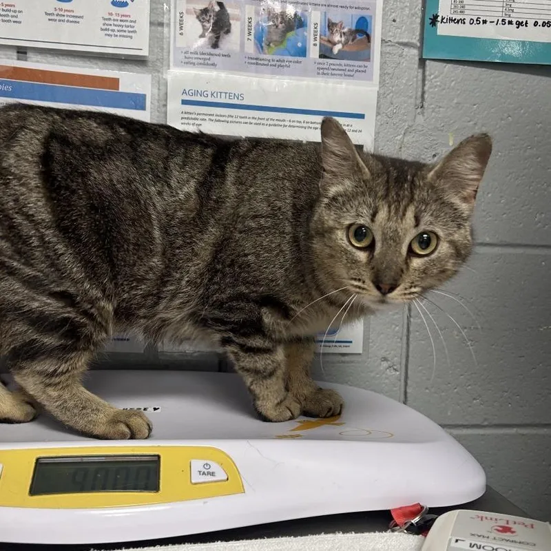 An adult medium-sized female Black Domestic Short Hair cat named Dixie for adoption in West Olive, MI
