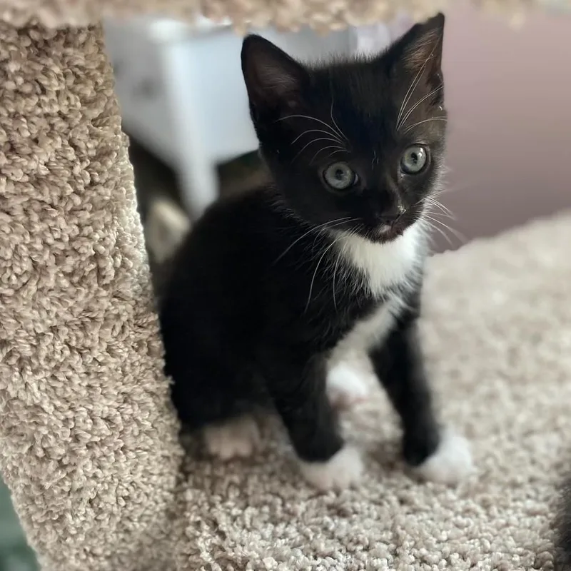 A baby small-sized male Black & White / Tuxedo Domestic Short Hair cat named Jerry for adoption in Johnson City, TN